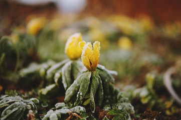 gelbe Blume Makro Tau Winter