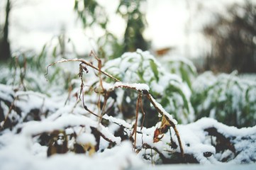 Schnee Pflanze Winter Makro nah