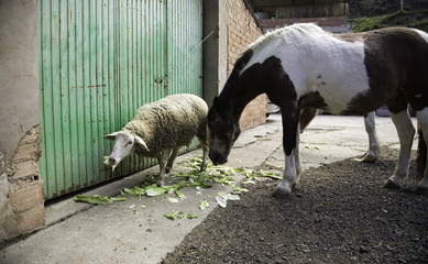 Obraz premium Horse in field