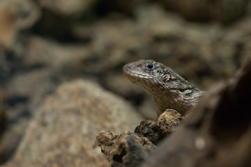 Naklejka premium Gecko lizard in natural habitat close-up portrait