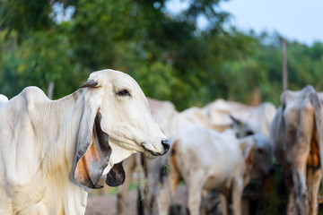 Portrait of white asian cow on cow herd background