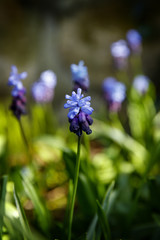 A Flowering Two-Tone Grape Hyacinths.