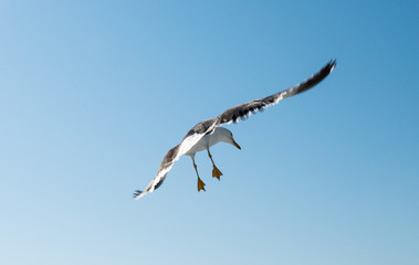 floating gull against the blue sky