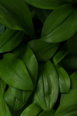 Green leaves in dark tone background