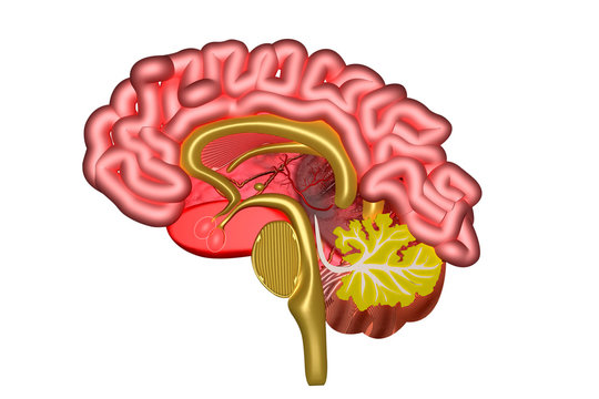 Human brain cross section.3d render