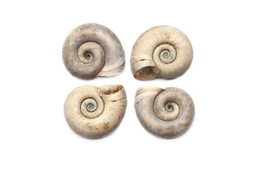 Ornamental composition of four empty shells  isolated on white background. Concept with dry snail shells.