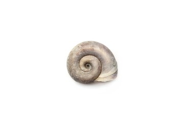 Empty shell isolated on white background.  Dry snail shell.