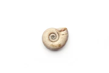 Poster Empty shell isolated on white background.  Dry snail shell. © vaitekune