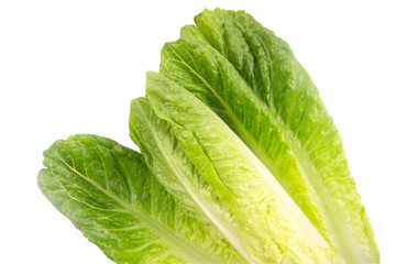 Green oak lettuce, fresh roman lettuce isolated on a white background with clipping path.