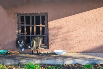 Street homeless cat and kitten near the cellar window.