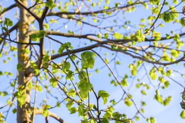 Green branches of the spring tree against blue sky background