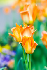 Fototapeta na wymiar Beautiful garden flowers. Bright tulips blooming in spring park. Urban landscape with decorative plants.