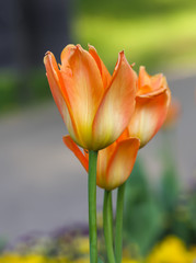 Beautiful garden flowers. Bright tulips blooming in spring park. Urban landscape with decorative plants.