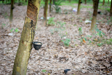 Rubber tree in the garden