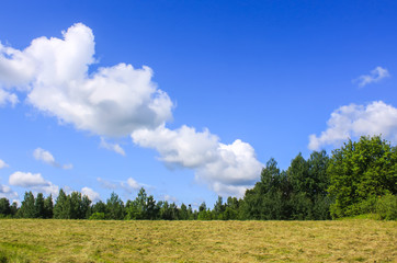 Summer landscape in countryside.