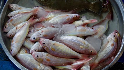 Frischer Fang des Tages, Fisch und Meerestiere auf Markt