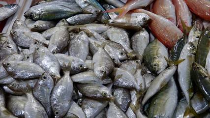 Frischer Fang des Tages, Fisch und Meerestiere auf Markt