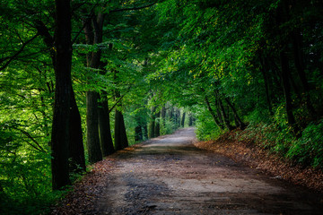 Fototapeta premium Magic tunnel and pathway through a thick forest with sunlight. The path framed by bushes. Dramatic and gorgeous scene. Location place Ternopil, Ukraine, Europe. Discover the world of beauty.