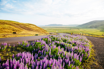 Obraz premium Magical blooming lupine valley glowing by sunlight. Location place south Iceland, Europe.