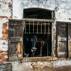 Caged dairy cows through rustic window shutters in a dilapidated cow shed in rural Lombardy region of Italy