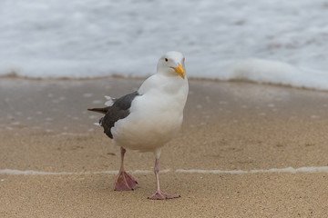 Gull walking on the shore on a California beach
