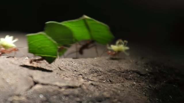 Set of five clips with leaf cutter ants (Atta) in a forest of Costa Rica