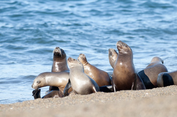 Fototapeta premium Sea lion female in colony, patagonia Argentina