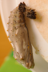 Butteryfly chrysalis