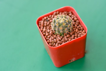 Cactus Grown as ornamental plants Beautiful