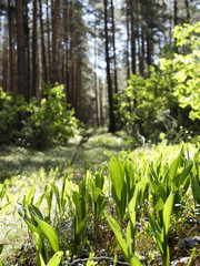 Bory lasów bagiennych z łanami konwalii majowej