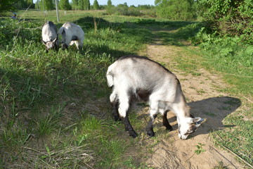 landscape three goats graze near the trail, background green trees