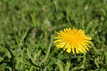 красивый желтый одуванчик на фоне зеленой травы          