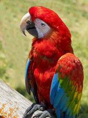 a beautiful red parrot dressed in blue and yellow feathers