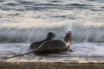 Sea lion female in colony, patagonia Argentina