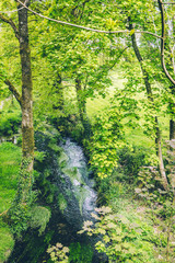 Tiny river in the Irish countryside surrounded by trees and vegetation