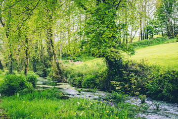 Tiny river in the Irish countryside surrounded by trees and vegetation