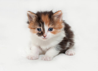 Tricolor little fluffy kitten sitting on white