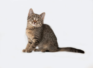 Obraz premium Small striped kitten sitting on gray