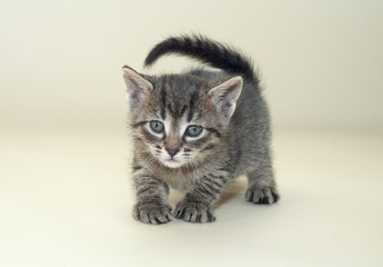 Gray tabby kitten little standing on green