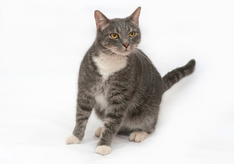 Gray and white striped cat stands on gray