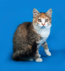 Fototapeta na wymiar Little tricolor kitten sitting on blue