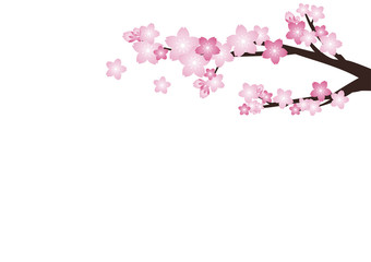 Obraz na płótnie Canvas Cherry blossom,Sakura pink flowers background.