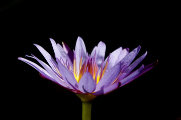 Purple lotus on black background.