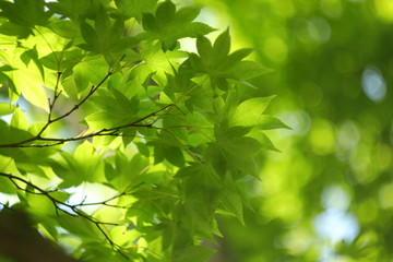 Fototapeta na wymiar 新緑の季節