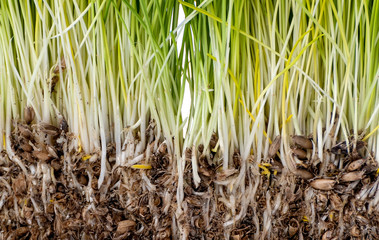 Lawn grass from sprouted oats. The background image is close-up..