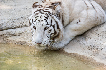 Tiger, white tiger is drinking water in a cement pond in the zoo park in natural spring background.