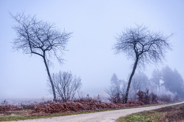 Deux arbres perdus dans le brouillard