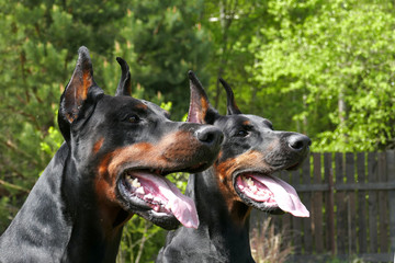 Couple of big black doberman dogs in the garden