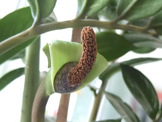 Exoic pflanze, gr&uuml;n, macro, einzigartig