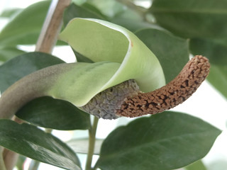 Exotic gr&uuml;ne pflanze, macro